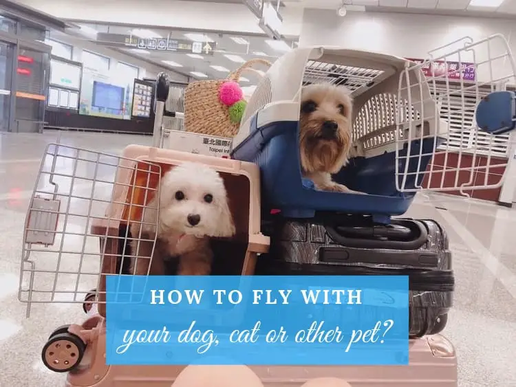 flying with a dog