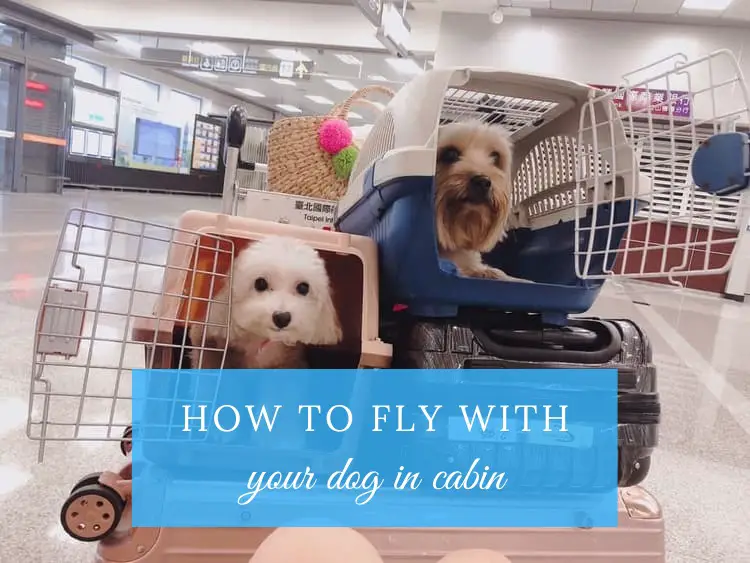 can you fly with a puppy in the cabin